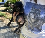 Puppy Mary Ann French Bullhuahua
