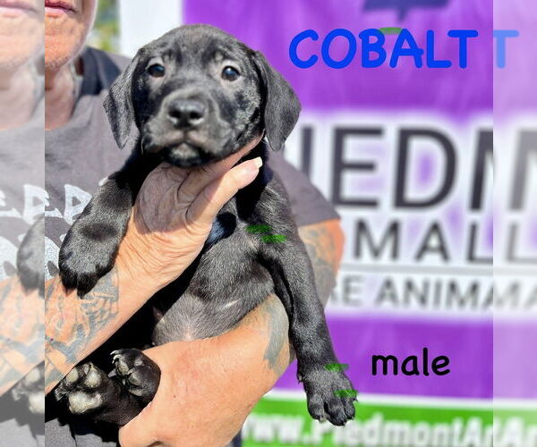 Medium Photo #1 Mutt Puppy For Sale in Mooresville, NC, USA