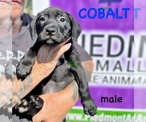 Mutt Dogs for adoption in Mooresville, NC, USA