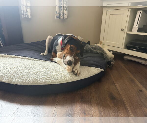 Medium Photo #13 Mutt Puppy For Sale in Oakhurst, NJ, USA