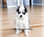 Small #4 Pomsky