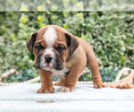 Puppy Ralphie English Bulldog