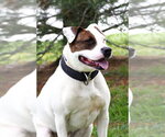 Small #1 American Staffordshire Terrier-Argentinian Mastiff Mix