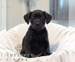 Small #2 French Bulldog-Goldendoodle Mix