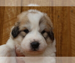 Puppy 3 Great Pyrenees