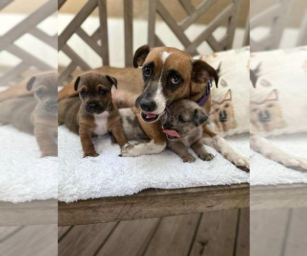 Medium Photo #2 Jack-A-Bee Puppy For Sale in Princeton, MN, USA