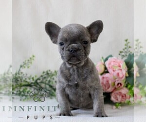 French Bulldog Puppy for sale in EAST EARL, PA, USA