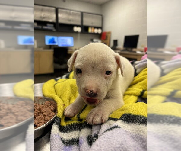 Medium Photo #1 Argentinian Mastiff Puppy For Sale in Corpus Christi, TX, USA