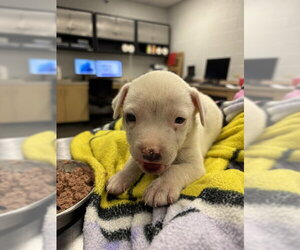 Argentinian Mastiff Dogs for adoption in Corpus Christi, TX, USA