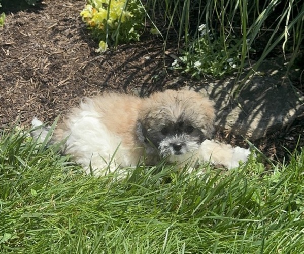 Medium Photo #2 Zuchon Puppy For Sale in CANOGA, NY, USA