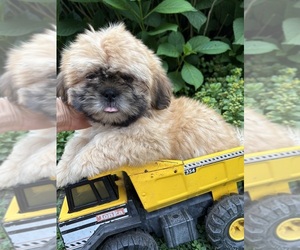 Shih Tzu Puppy for sale in MIDDLEBURY, IN, USA