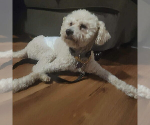 Medium Photo #2 Poodle (Standard)-Unknown Mix Puppy For Sale in New London, WI, USA