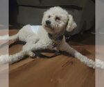 Small #1 Poodle (Standard) Mix