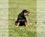 Small Photo #3 Rottweiler Puppy For Sale in MARION, SC, USA