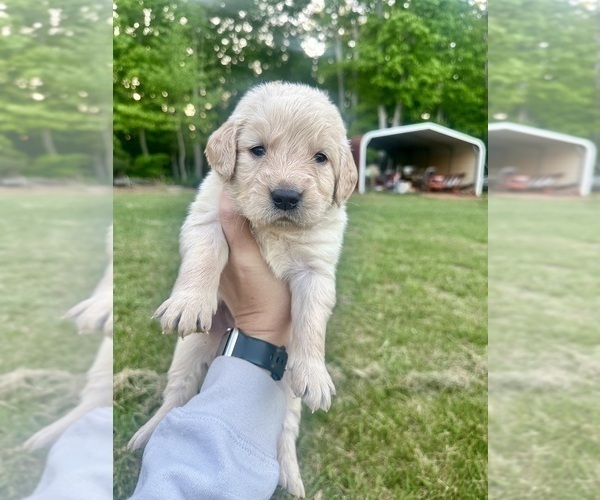 Medium Photo #3 Golden Retriever Puppy For Sale in CONCORD, VA, USA