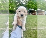 Small #2 Golden Retriever