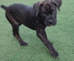 Small Photo #23 America Bandogge Mastiff Puppy For Sale in JOLIET, IL, USA
