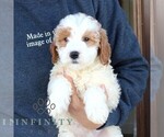Small #3 Goldendoodle (Miniature)