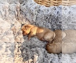 Small Photo #5 Cavachon-Cavapoo Mix Puppy For Sale in MONTECITO, CA, USA