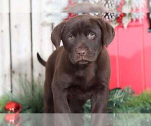Labrador Retriever Puppy for sale in MOUNT VERNON, OH, USA