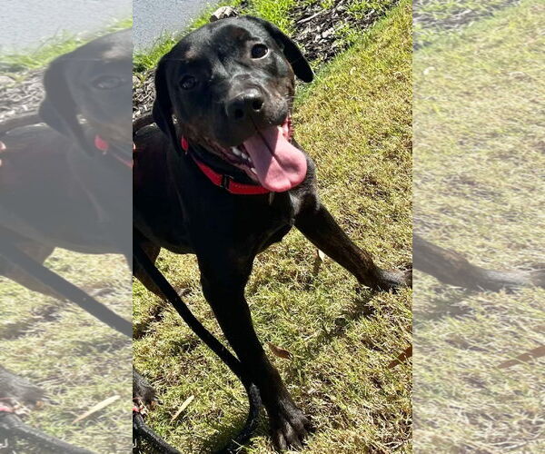 Medium Photo #5 Labrador Retriever-Unknown Mix Puppy For Sale in Munford, TN, USA