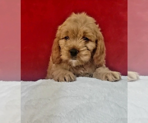 Medium Photo #7 Cockapoo Puppy For Sale in MIAMI, FL, USA