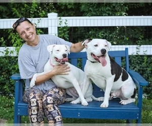 Thia - Female American Pit Bull Terrier-Unknown Mix Dog for Adoption - Photo #9
