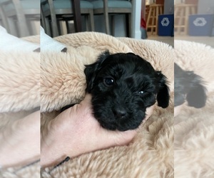 Cavapoo Puppy for Sale in PIEDMONT, South Carolina USA