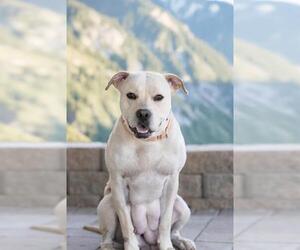 American Pit Bull Terrier-Unknown Mix Dogs for adoption in Belleville, IL, USA
