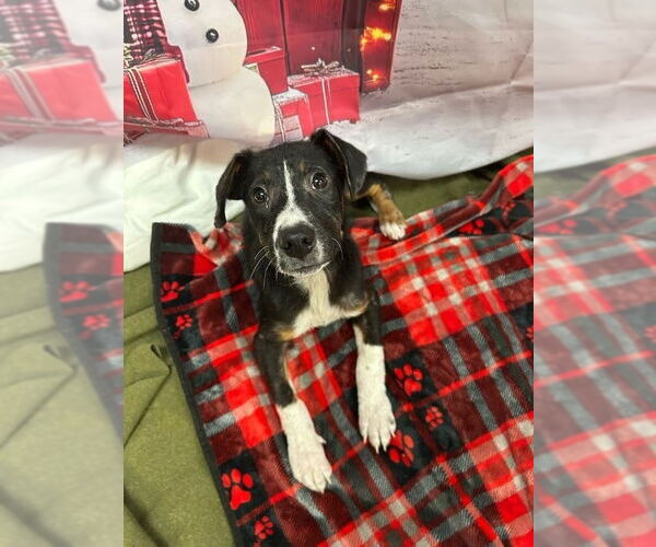 Medium Photo #4 Mutt Puppy For Sale in Bryant, AR, USA