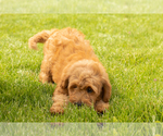 Small #2 Goldendoodle (Miniature)