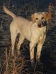 Small Photo #1 Labrador Retriever Puppy For Sale in NAPOLEON, MO, USA