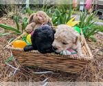 Small Photo #4 Labradoodle Puppy For Sale in MORGANTON, NC, USA