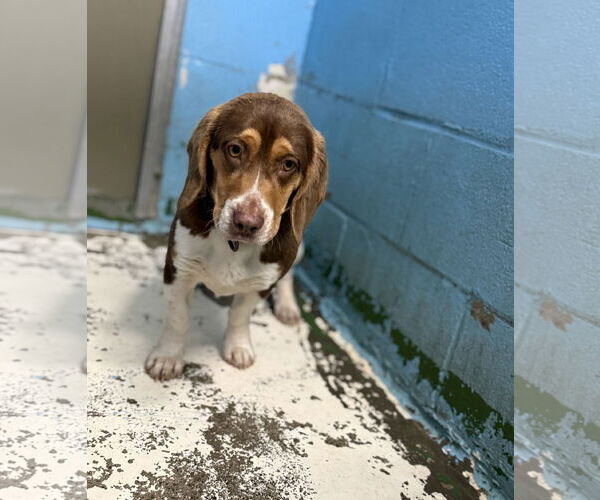 Medium Photo #4 Bagle Hound Puppy For Sale in Rustburg, VA, USA