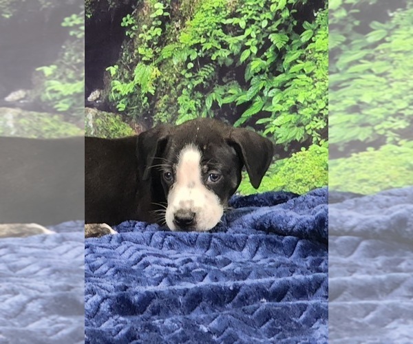 Medium Photo #20 Catahoula Leopard Dog Puppy For Sale in CUMBY, TX, USA