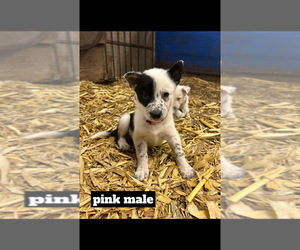 Border Collie Puppy for sale in LAUREL, IA, USA