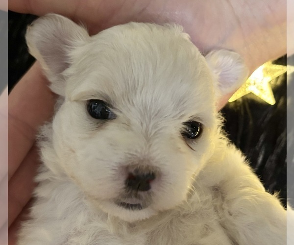 Medium Photo #10 Maltese Puppy For Sale in ROCK STREAM, NY, USA