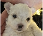 Small #9 Maltese