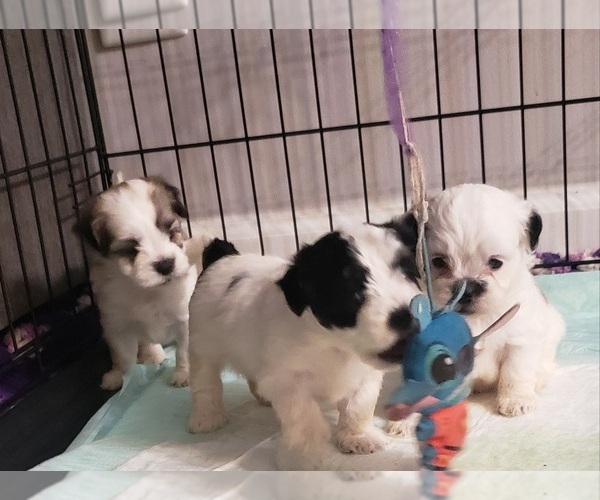 Medium Photo #2 ShihPoo Puppy For Sale in WINSTON SALEM, NC, USA