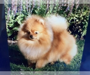 Mother of the Pomeranian puppies born on 07/30/2023