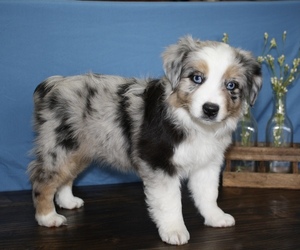 Miniature Australian Shepherd Puppy for Sale in WEST PLAINS, Missouri USA