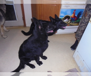 German Shepherd Dog-Timber Wolf Mix Puppy for sale in SAINT CLAIR, MO, USA