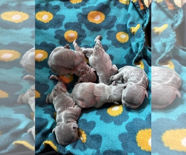 Medium Photo #5 French Bulldog Puppy For Sale in HILTON, NY, USA