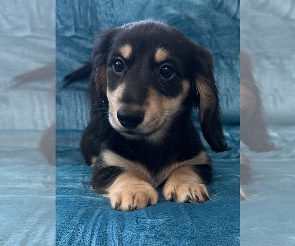 Medium Photo #7 Dachshund Puppy For Sale in MEMPHIS, TN, USA