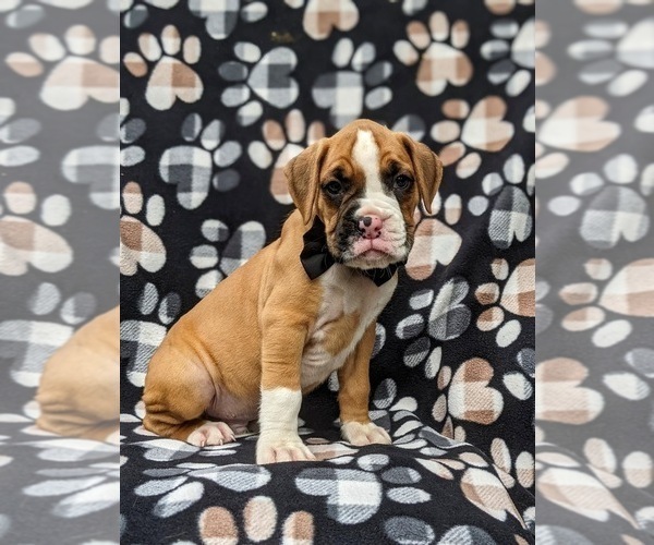 Medium Photo #2 Boxer Puppy For Sale in STEVENS, PA, USA