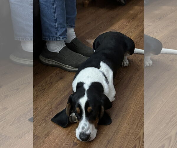 Medium Photo #3 Basset Hound Puppy For Sale in Brookville, OH, USA