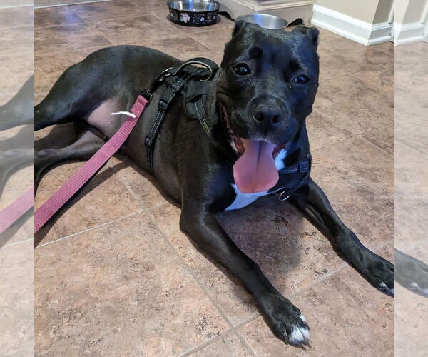 Medium Photo #5 American Pit Bull Terrier-Unknown Mix Puppy For Sale in Germantown, OH, USA