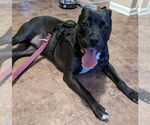 Small #4 American Pit Bull Terrier Mix