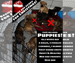 Kai Dog Puppy for sale in NORFOLK, VA, USA