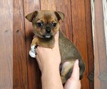 Puppy Sam Chihuahua